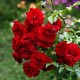 Троянда Амадеус (Роза Amadeus)
